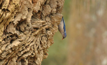 Velvet-fronted nuthatch [Sitta frontalis frontalis]