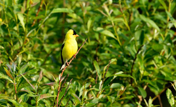 American goldfinch [Spinus tristis tristis]