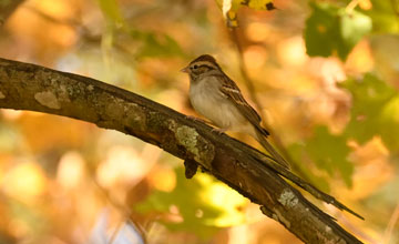 Schwirrammer [Spizella passerina passerina]