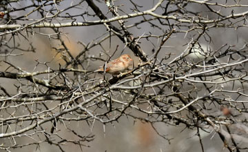 Klapperammer [Spizella pusilla pusilla]