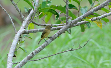 Wing-barred seedeater [Sporophila americana americana]