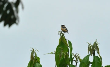 White-collared seedeater [Sporophila torqueola]