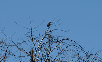 Eastern meadowlark [Sturnella magna magna]