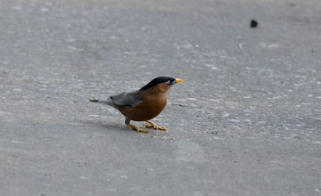 Brahminy starling [Sturnia pagodarum]