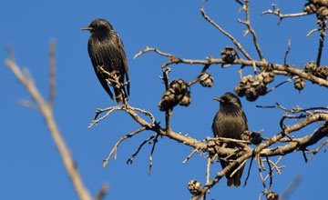 Star [Sturnus vulgaris vulgaris]