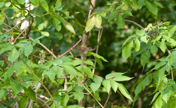 Mönchsgrasmücke (juv) [Sylvia atricapilla]