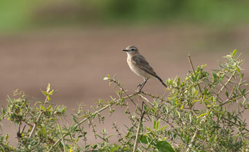 Garden warbler [Sylvia borin borin]