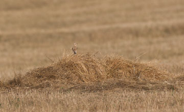 Common whitethroat (juv.) [Sylvia communis]