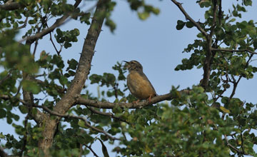 Long-billed crombec [Sylvietta rufescens pallida]