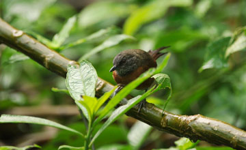 Rufous-breasted spinetail [Synallaxis erythrothorax]