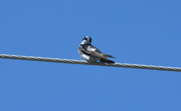 Sumpfschwalbe [Tachycineta bicolor]