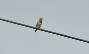 Sunda zebra finch [Taeniopygia guttata]