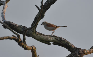 Black-crowned tchagra [Tchagra senegalus orientalis]