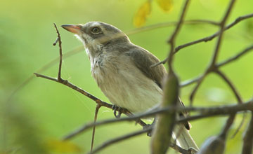 Sri Lanka-Raupenwürger [Tephrodornis affinis]