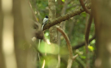 Indian paradise flycatcher [Terpsiphone paradisi paradisi]