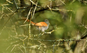 African paradise-flycatcher [Terpsiphone viridis granti]