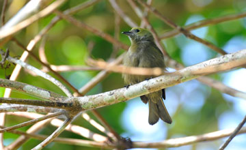 Palm tanager [Thraupis palmarum melanoptera]