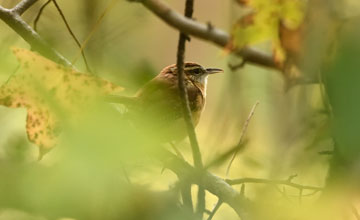 Carolina wren [Thryothorus ludovicianus ludovicianus]