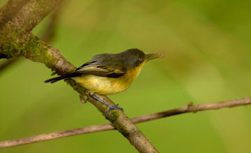 Common tody-flycatcher [Todirostrum cinereum]