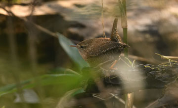 Winter wren [Troglodytes hiemalis hiemalis]