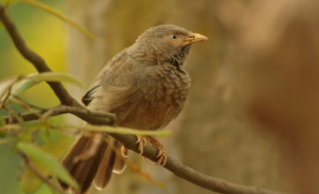 Yellow-billed babbler [Turdoides affinis taprobanus]