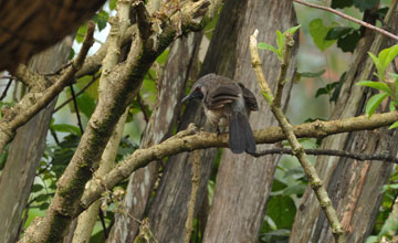 White-rumped babbler [Turdoides leucopygia]