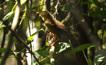 Orange-billed babbler [Turdoides rufescens]