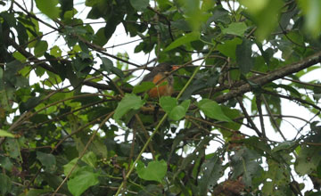 Abyssinian thrush [Turdus abyssinicus abyssinicus]