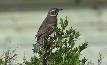 Rotdrossel [Turdus iliacus coburni]