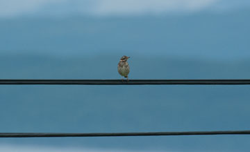 Redwing [Turdus iliacus iliacus]