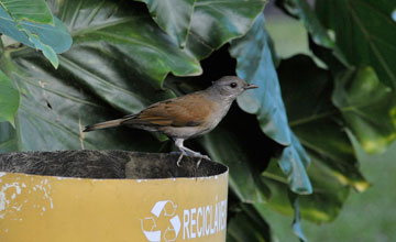 Pale-breasted thrush [Turdus leucomelas]