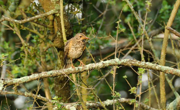 Kurrichane thrush [Turdus libonyana libonyana]