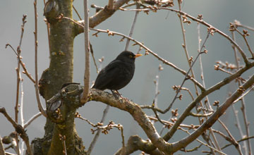 Amsel [Turdus merula merula]