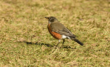 Wanderdrossel [Turdus migratorius achrusterus]