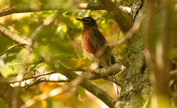 Wanderdrossel [Turdus migratorius migratorius]