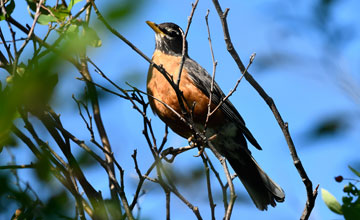 Wanderdrossel [Turdus migratorius nigrideus]