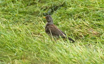 Fieldfare [Turdus pilaris]