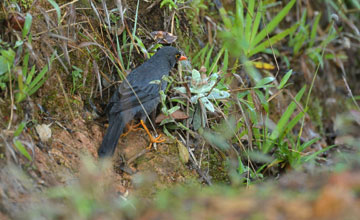 Indienamsel [Turdus simillimus kinnisii]