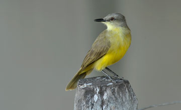 White-throated kingbird [Tyrannus albogularis]