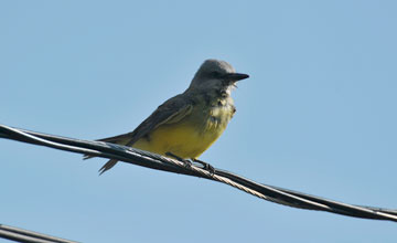 Tropical kingbird [Tyrannus melancholicus melancholicus]