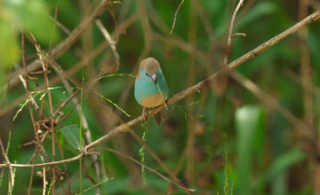 Blue waxbill [Uraeginthus angolensis niassensis]