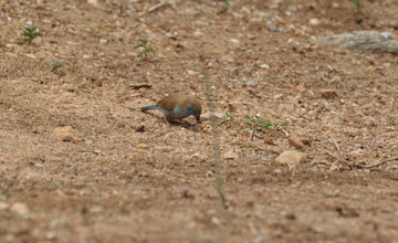 Red-cheeked cordon-bleu [Uraeginthus bengalus bengalus]