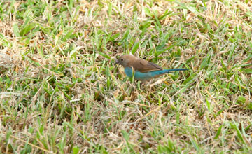 Red-cheeked cordon-bleu [Uraeginthus bengalus ugogensis]