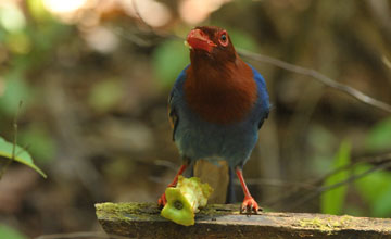 Sri lanka blue magpie [Urocissa ornata]