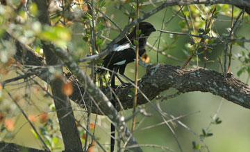 Magpie shrike [Urolestes melanoleucus expressus]