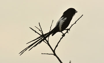 Magpie shrike [Urolestes melanoleucus melanoleucus]