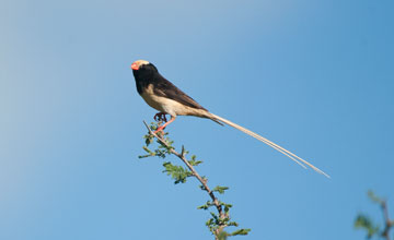 Straw-tailed whydah [Vidua fischeri]