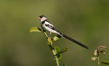 Pin-tailed whydah [Vidua macroura]