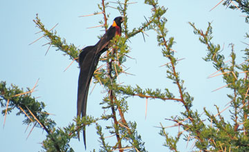 Long-tailed paradise whydah [Vidua paradisaea]