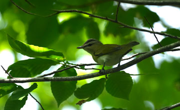 Rotaugenvireo [Vireo olivaceus]